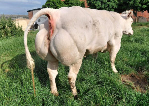 Deluc van 't Wessinge