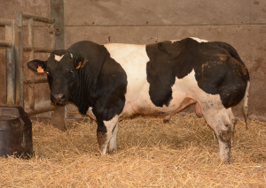 Goliath VD Scholierenhoeve