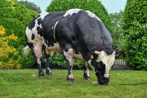 Goliath VD Scholierenhoeve