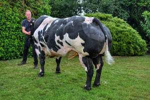Goliath VD Scholierenhoeve