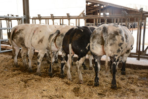 Goliath VD Scholierenhoeve