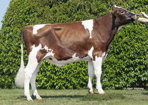 Wilskracht Mohawk Red PP