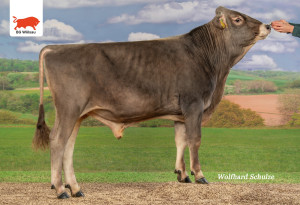 Vorreiter P